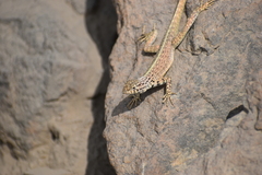 Microlophus