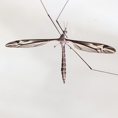 Tipula furca