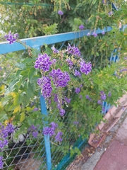 Linaria purpurea