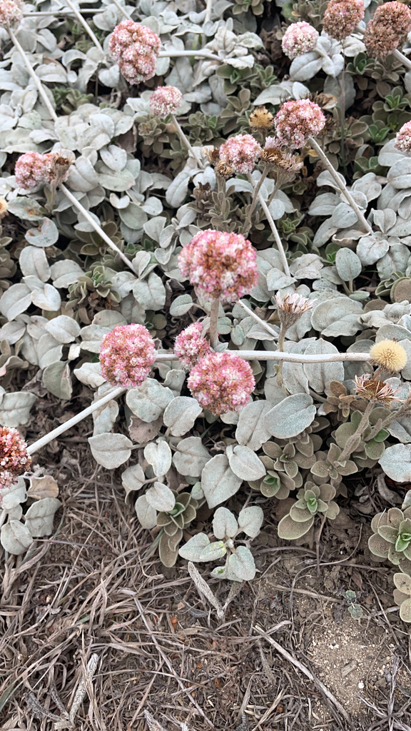 Seaside Buckwheat from Bodega Bay on August 30, 2022 at 0848 AM by
