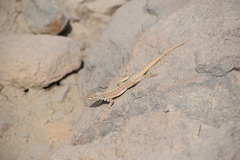Microlophus