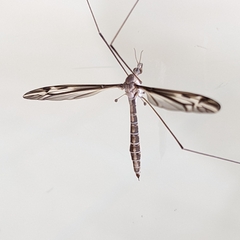 Tipula furca