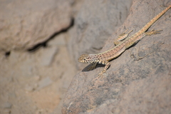 Microlophus
