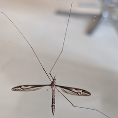 Tipula furca