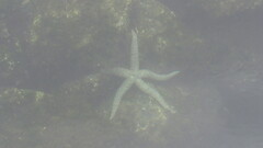 Evasterias troschelii