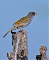 Embernagra platensis