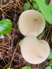 Lycoperdon perlatum