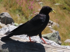 Pyrrhocorax graculus