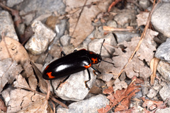 Encaustes cruenta formosana