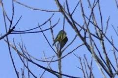 Tersina viridis