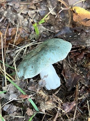 Russula crustosa