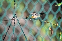 Icterus spurius