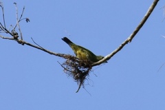 Tersina viridis