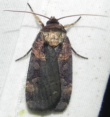 Pseudohermonassa bicarnea