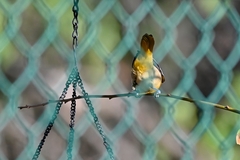Icterus spurius