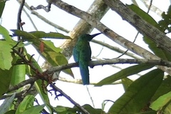 Jacamerops aureus