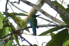 Jacamerops aureus
