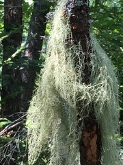 Usnea dasopoga