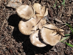 Lyophyllaceae