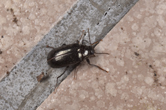 Tenebrionoidea