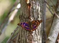 Apatura ilia