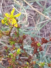 Hypericum perforatum