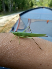 Neoconocephalus ensiger