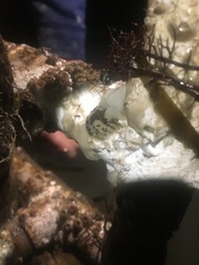 Onchidoris bilamellata