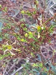Hypericum perforatum