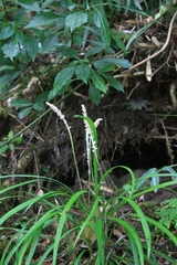 Liriope spicata