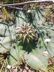 Eucomis regia