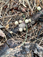 Lycoperdon echinatum