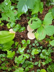 Lycoperdon perlatum