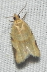 Clepsis virescana