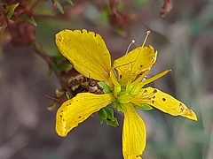 Hypericum perforatum