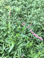 Persicaria