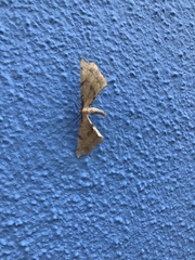 Artiora evonymaria