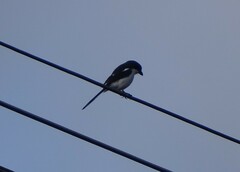 Lanius collaris collaris