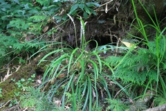 Liriope spicata