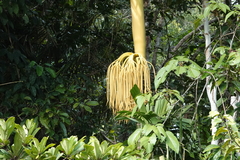 Arecoideae