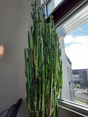 Euphorbia trigona