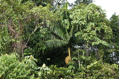 Arecoideae
