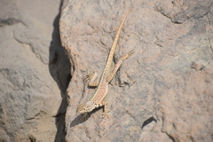 Microlophus