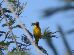 Ploceus capensis