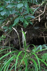 Liriope spicata
