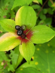 Medeola virginiana