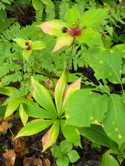 Medeola virginiana