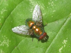 Lucilia illustris