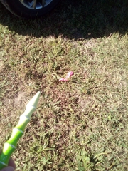 Matricaria discoidea