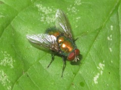 Lucilia illustris
